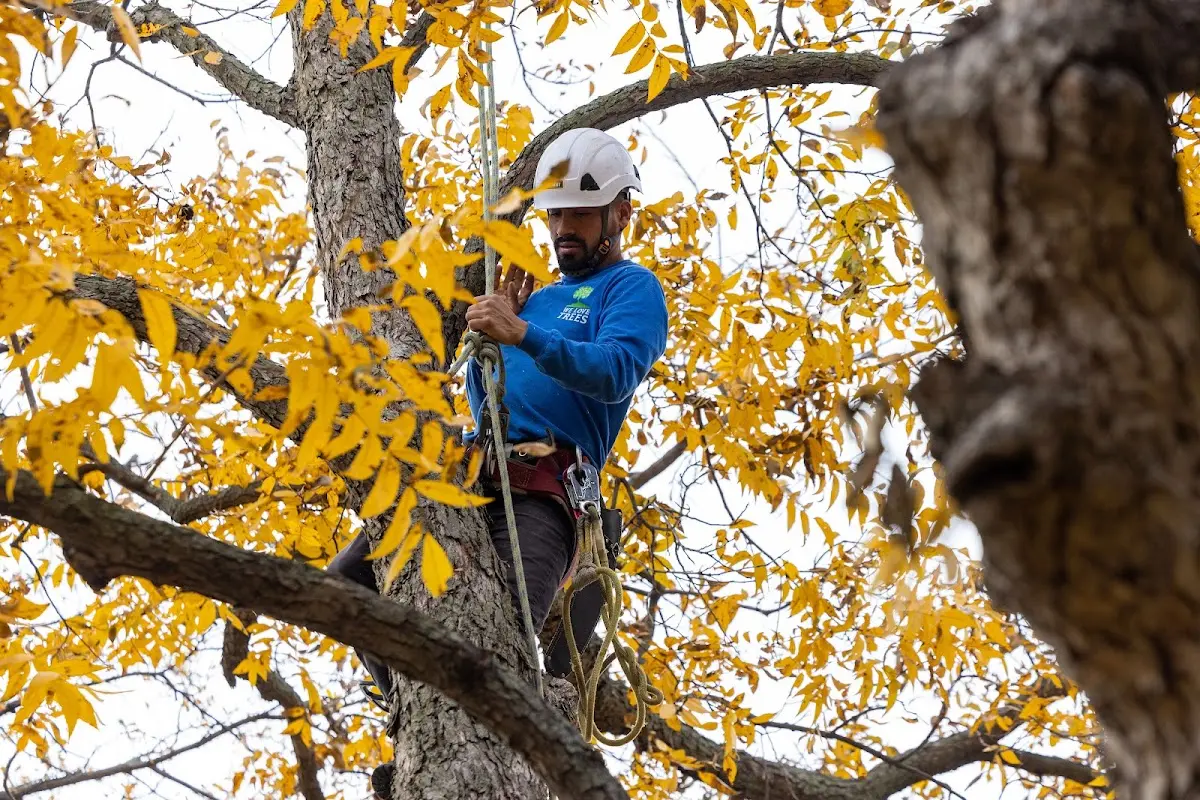 Skilled Tree Trimming crew working in Selma
